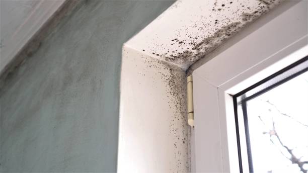 Best Industrial Mold Remediation in East Brady, PA