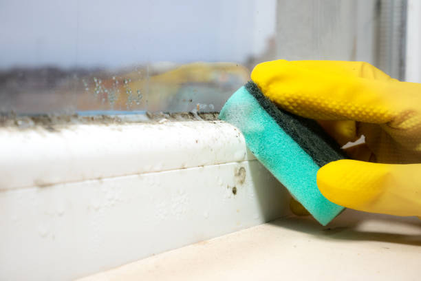 Professional Mold Remediation in East Brady, PA